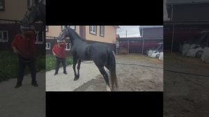 жеребец орловской породы продажа