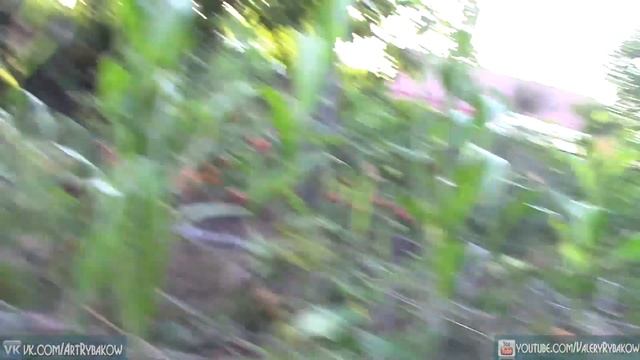 Как получить Ужасно ОГРОМНЫЙ урожай ПОМИДОР смотреть онлайн