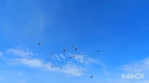 голуби самары . строим, летаем, самая вкусная еда под машиной.