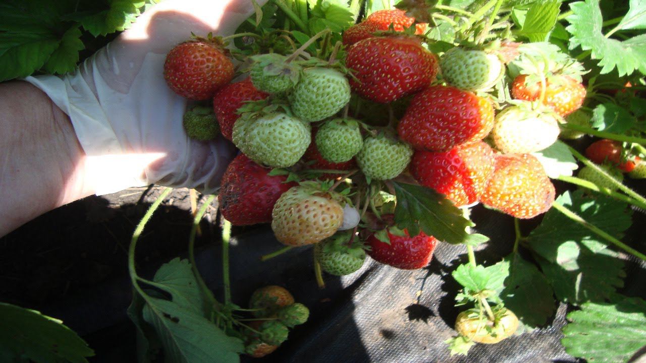 КЛУБНИКА ОСТАРА С ФАНТАСТИЧЕСКОЙ УРОЖАЙНОСТЬЮ , МОРОЗОСТОЙКИЙ СО СЛАДКОЙ ЯГОДОЙ СОРТ КЛУБНИКИ смотреть онлайн