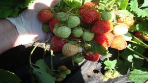 КЛУБНИКА ОСТАРА С ФАНТАСТИЧЕСКОЙ  УРОЖАЙНОСТЬЮ , МОРОЗОСТОЙКИЙ  СО СЛАДКОЙ  ЯГОДОЙ  СОРТ КЛУБНИКИ