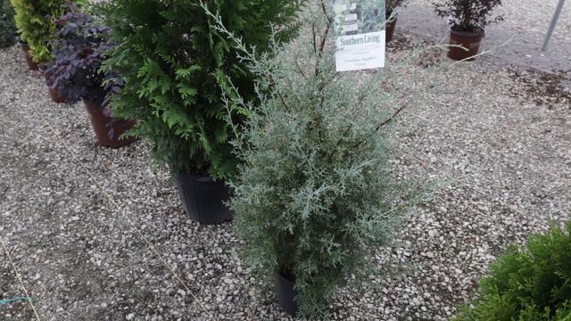 30 Screening or Border Plants P.2 - Plants That Make Great Neighbors