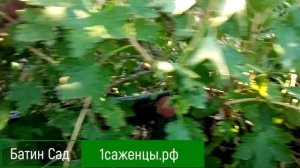 Крыжовник Очарование