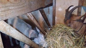 Едят ли козы сено ночью? И сколько козам надо сена