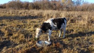 Каша или Дробленка. Чем лучше кормить бычков?