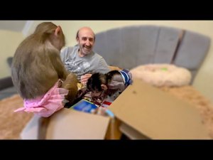Степашка наравне с Люсей уже РАСПАКОВЫВАЕТ  ПОСЫЛКУ от Олечки, которая написала ПЕРВЫЙ портрет Люс