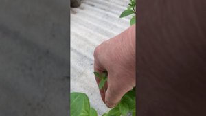 Петуния. Как правильно убирать отцветшие цветки.