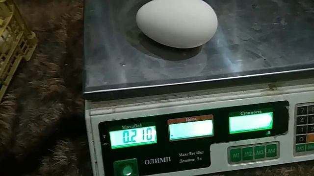 Готовлюсь к инкубации гусиных и утиных яиц. смотреть онлайн