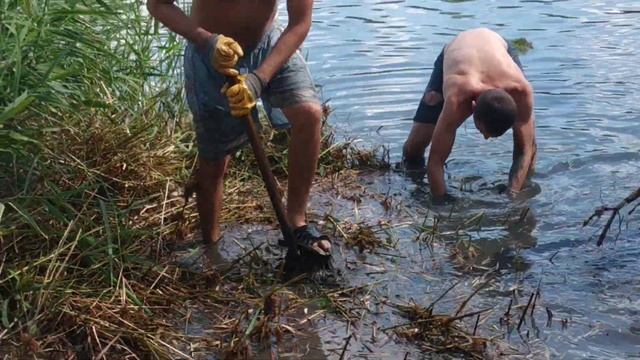 Как правильно выкапывать Соледарский камыш. смотреть онлайн