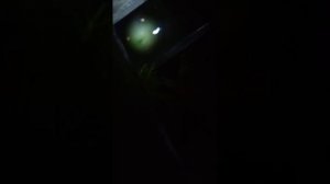 как избавится от улиток при помощи сайдекса