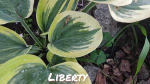 Хоста сорт Liberty в моем саду в июле... второй год посадки