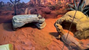 Один час Бородатая Агама охотится за саранчой. Длинное видео, чтобы поговорить в чате.