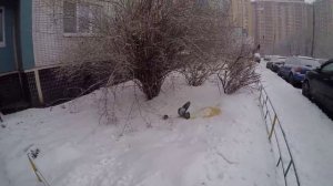 Голубь против крысы