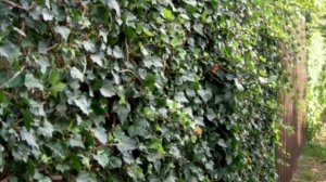 Живые беседки: лучшие идеи для дачного участка