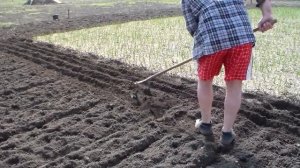 Танцы на огороде. Делаем ряды для посева