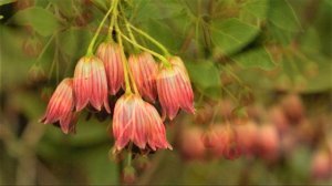 Красивоцветущий кустарник с гроздьями ярких ландышей и огненной листвой