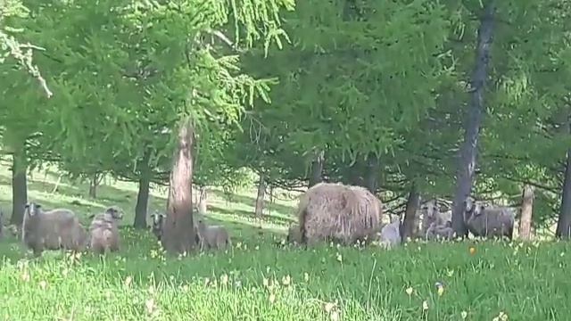 Овцы перед стрижкой смотреть онлайн