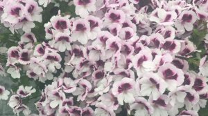 Mosquitaway Lizzy - Angel Pelargonium