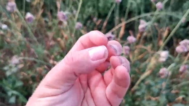 Не торопитесь собирать ЧЕСНОЧНЫЕ БУЛЬБОЧКИ лучшее время ещё не наступило! смотреть онлайн