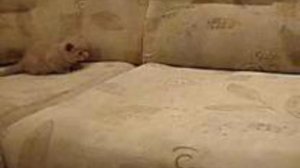 Британская лиловая кошка(рожд.19.08.09)