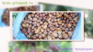 Советы по посадке саженцев нектарина