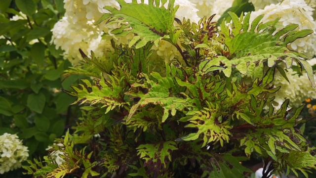 Вегетативные колеусы Американской и Российской селекции. смотреть онлайн