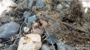 Продолжительность жизни муравья