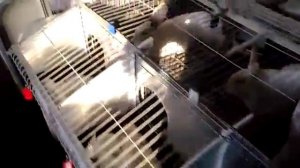 Результаты искусственного осеменения кроликов. Групповые окролы на ферме кроликов