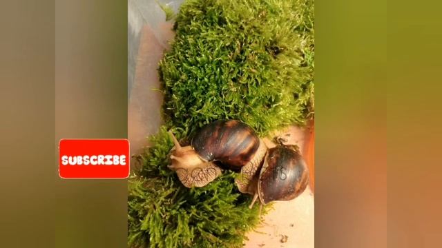 ВСЕ ФОТО УЛИТОК + БОНУСНОЕ ВИДЕО (ЗУМ) смотреть онлайн