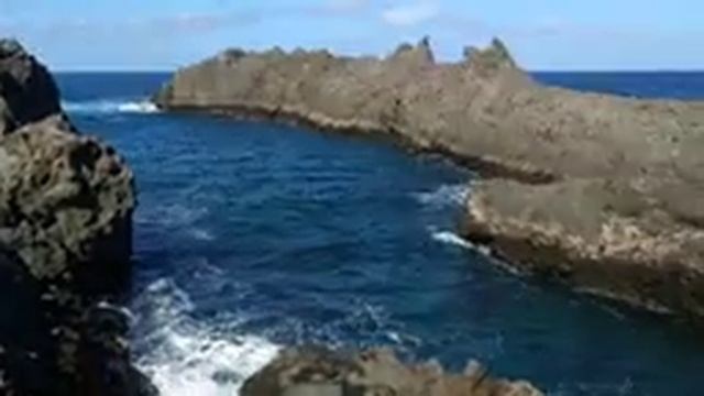 Avocado Fuerte (Persea americana) best avocado variety смотреть онлайн