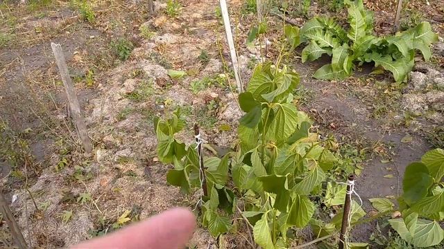 Листья шелковицы выдержали заморозок! Неужели это морозостойкий экземпляр?