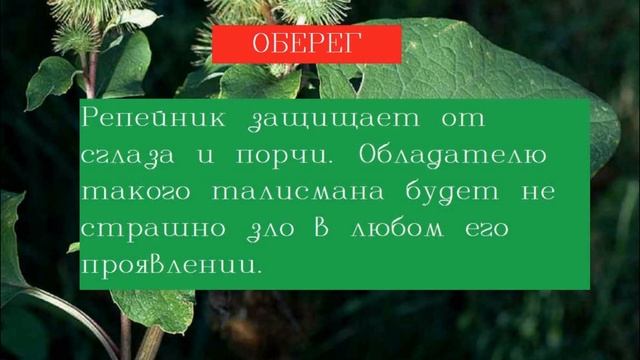 Лопух корень лечебные свойства/КОРНИ ЛОПУХА ПОМОГУТ ВАМ ИЗБАВИТЬСЯ ОТ МНОГИХ БОЛЕЗНЕЙ ./Отвар корен