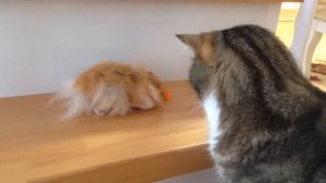 Хомяк и кот