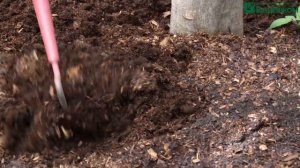 Бледные листья у цитрусовых – Гуми Оми Плодовые