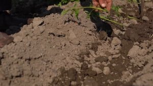 Сьор цветков мака для варенья Азербайджанская Кухня Деревенская Кухня  Рецепты