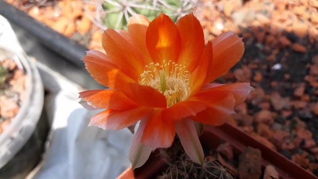 Дига- которая астрофитум. Сеянцы. Помидоры. Кактусы. смотреть онлайн