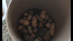 Фикус Бенджамина.. Пересаживаем после покупки.