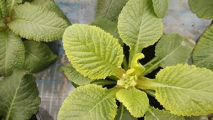 Выращивание примулы к 8 марта. Пожелтение листьев - хлороз.