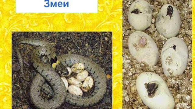 Школа 587. Проект "Кто живёт в яйце?" смотреть онлайн