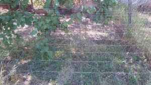 ИНТЕНСИВНОЕ ВЫРАЩИВАНИЕ ПТИЦЫ / ГУСИ УТКИ ОТ СУТОЧНЫХ ДО ТУШКИ 2 КГ ЗА 60 ДНЕЙ