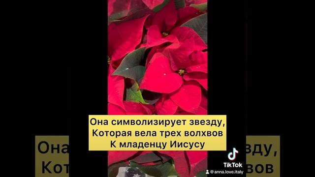 Символ Европейского Рождества ?#традиции #рождество #символы #европа #christmas