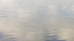 Массовая гибель рыбы в Борисовских прудах в Москве.(2)