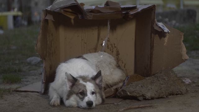 Фонд "Траектория Надежды" - Помощь бездомным собакам! смотреть онлайн