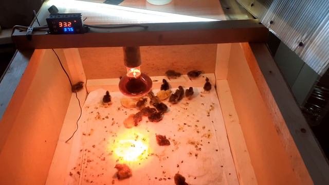 Вылуп перепелов селадон (целадон) и техасец. Пересадка в ясли.