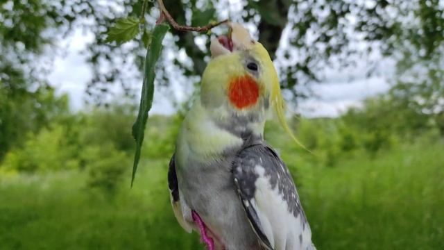 попугай Корелла грызет ветку!Прогулка попугая Кореллы на улице!