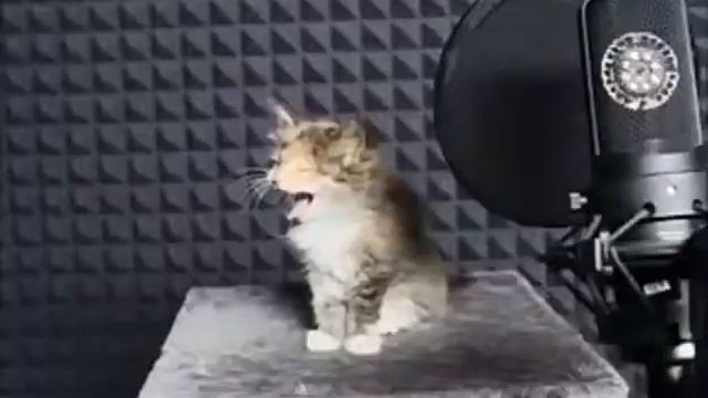 Музыка из котят мЯмммЯяя