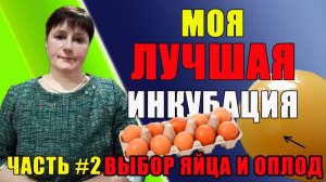 Как выбрать яйцо для закладки в инкубатор. Как определить оплод яйца.