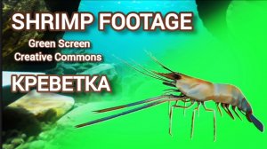 Креветка green screen футаж. Хромакей анимация на зелёном фоне.