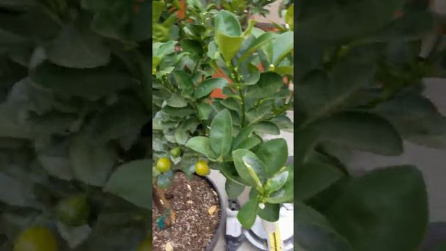 Fruit tree gardening смотреть онлайн