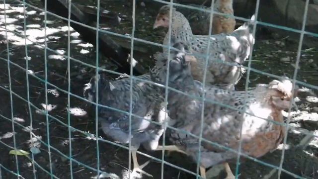 Какие куры лучше.. Борковская Барковская или Леггорн.